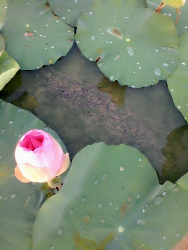 Sample Photo