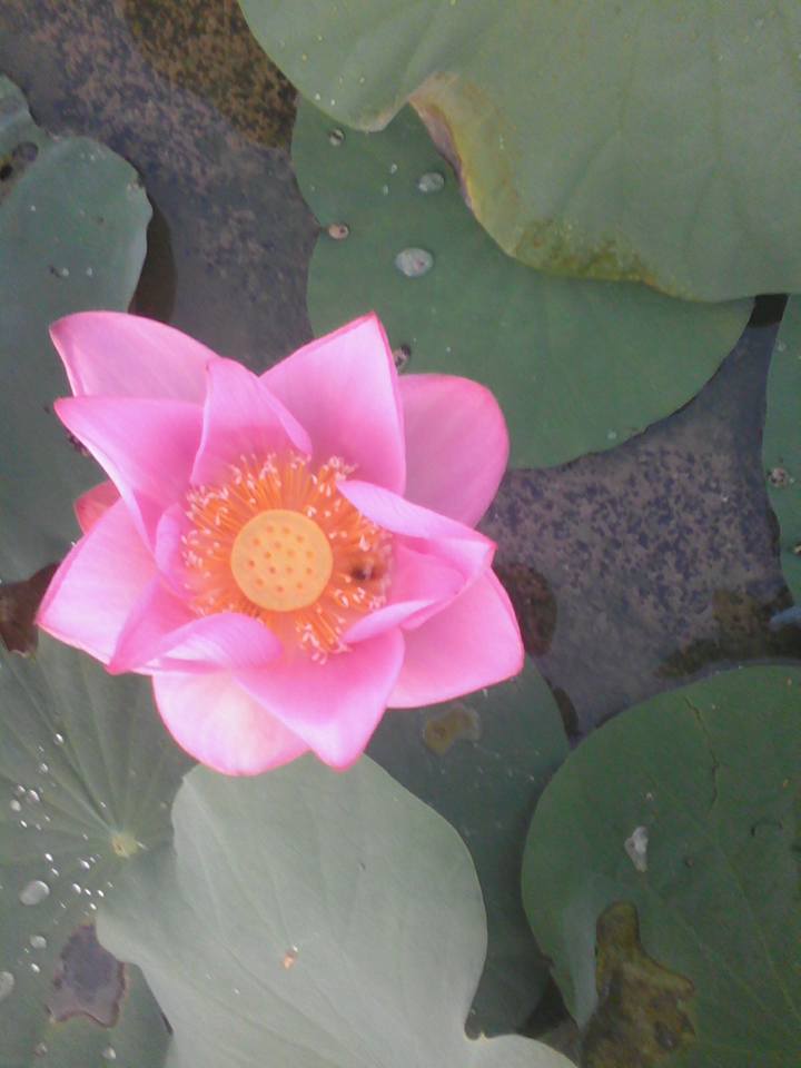Sample Photo