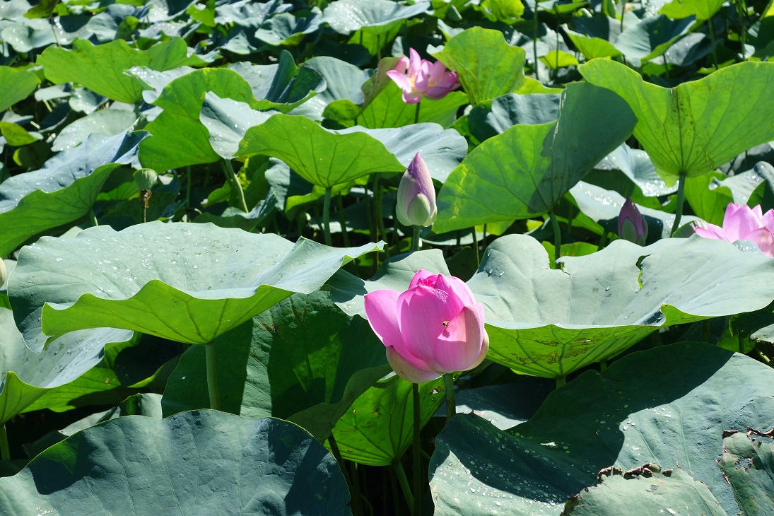 Sample Photo
