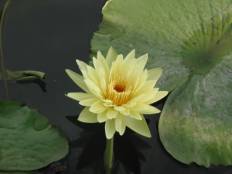 Sample Photo
